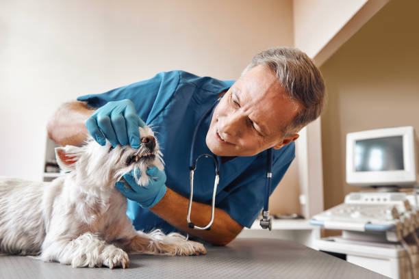  Lebanon, NH Emergency Dentist Pros